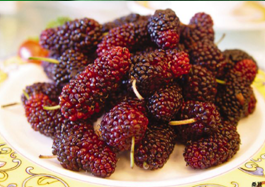 mulberry