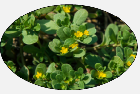 purslane